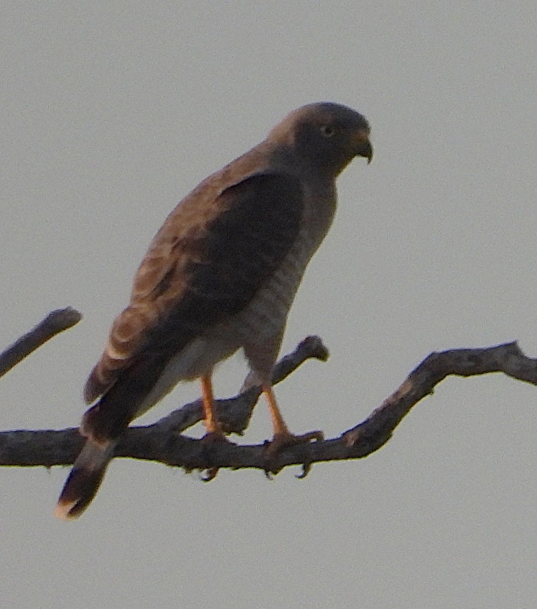 Roadside Hawk - ML645425334