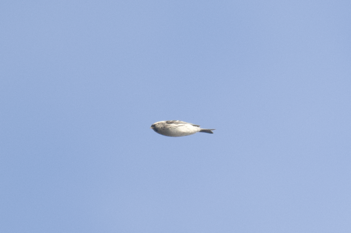 Redpoll (exilipes) - ML645425339