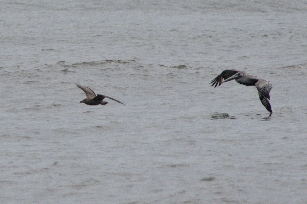 American Herring Gull - ML645425343
