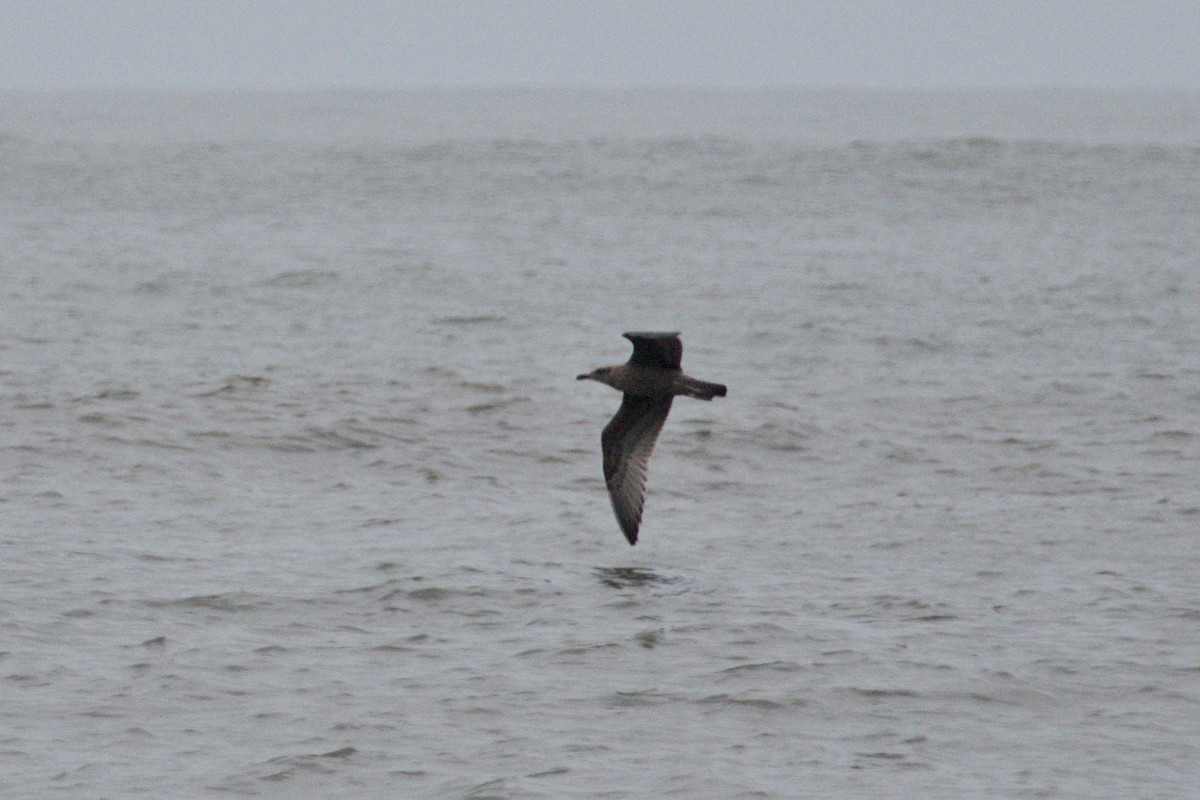 American Herring Gull - ML645425344