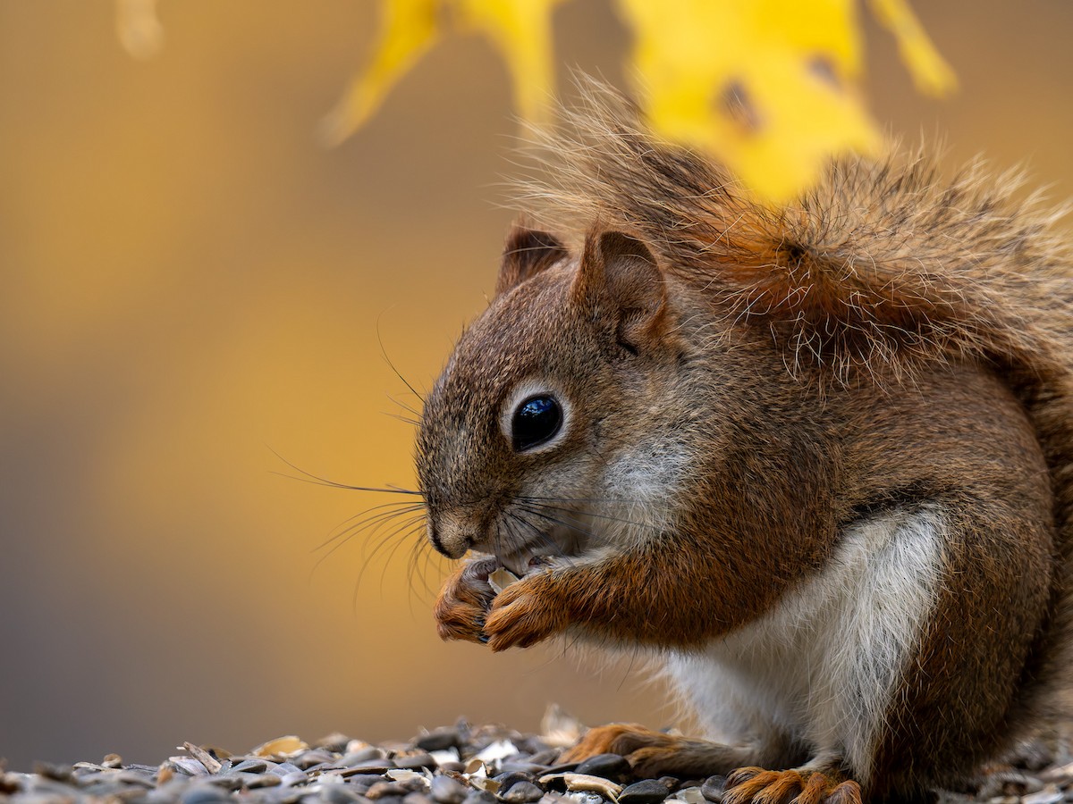 American Red Squirrel - ML645425346