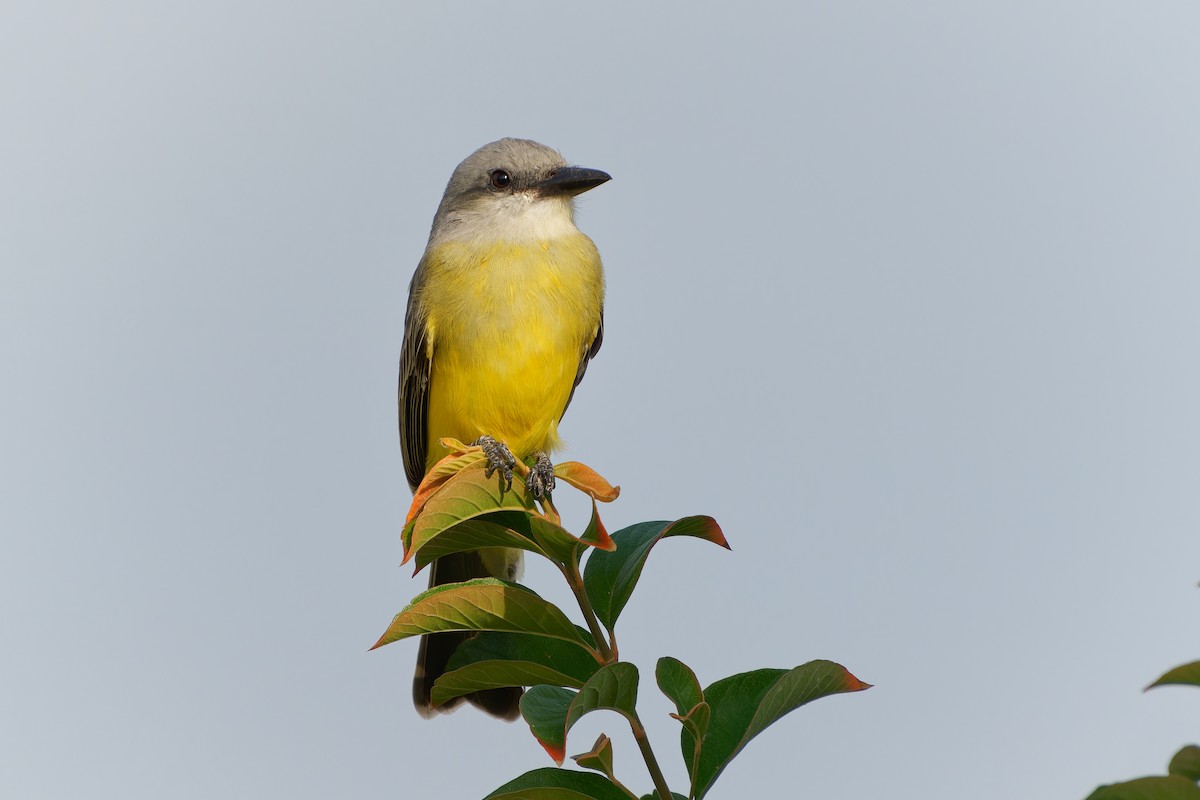 Tropical Kingbird - ML645425352