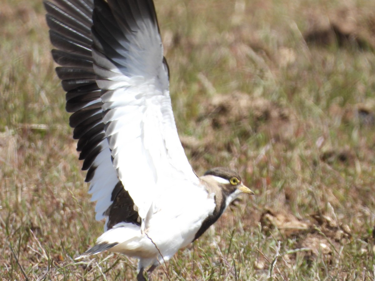 Banded Lapwing - ML645425353