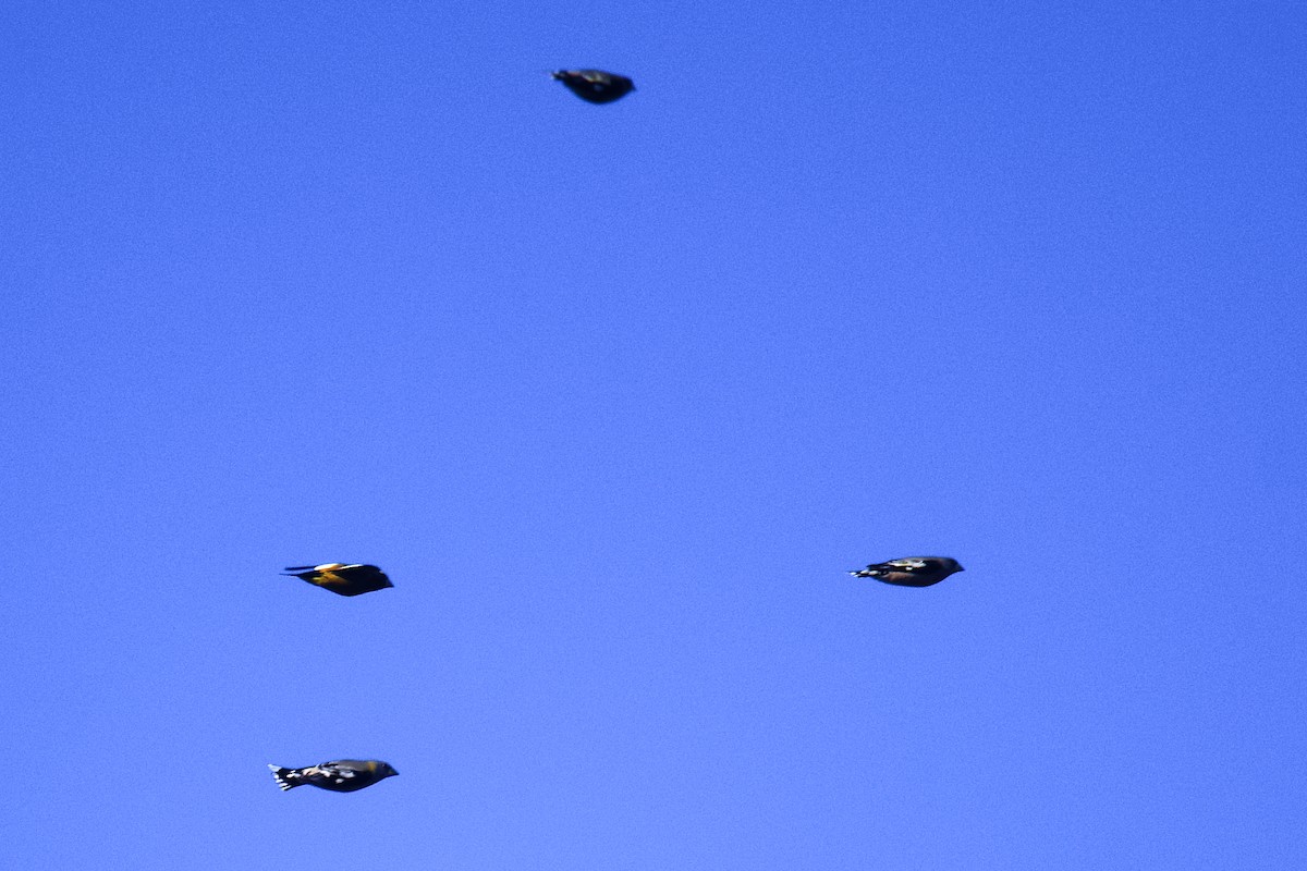 dlask žlutočelý - ML645425354