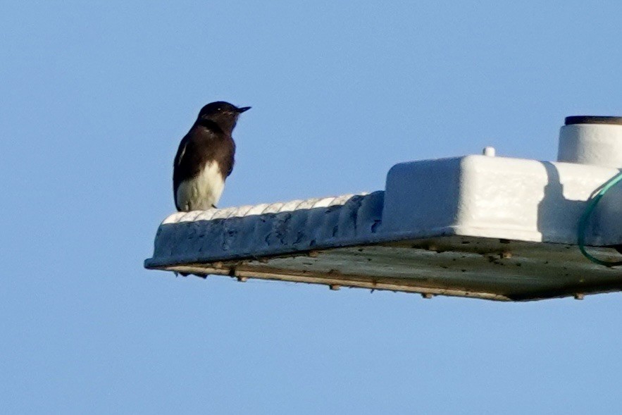 Black Phoebe - ML645425359