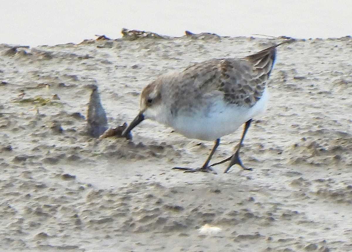 Semipalmated Sandpiper - ML645425360