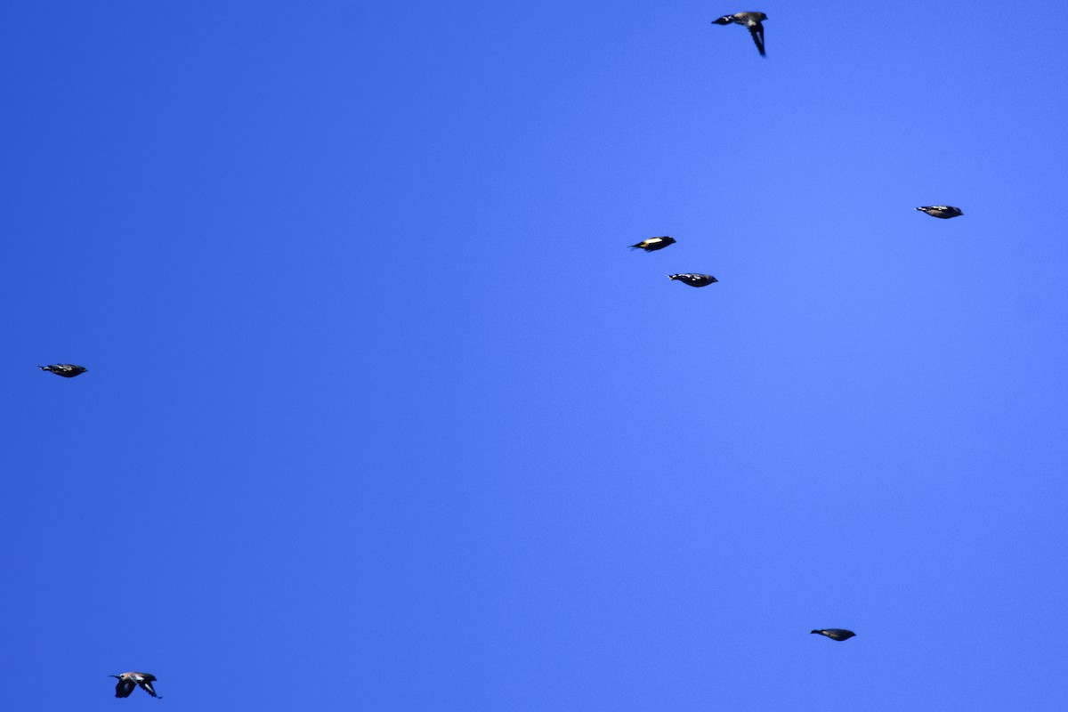 dlask žlutočelý - ML645425362