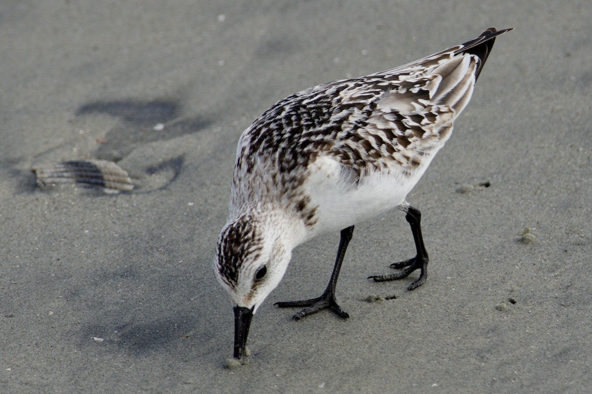 Txirri zuria - ML645425371