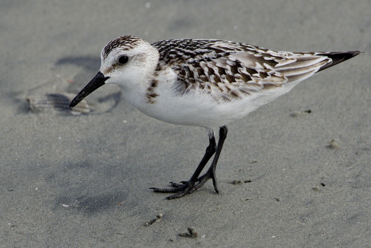 Txirri zuria - ML645425372