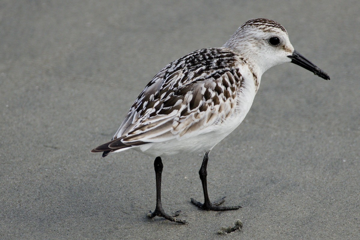 Txirri zuria - ML645425373