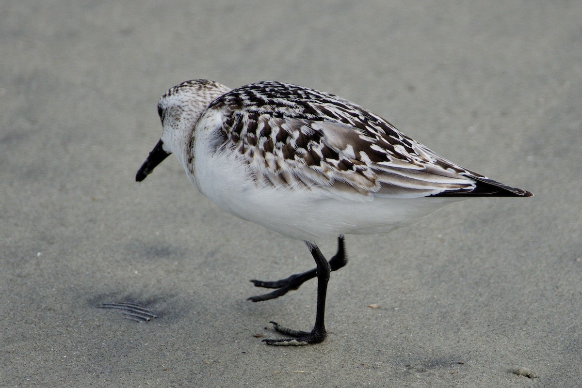 Txirri zuria - ML645425375