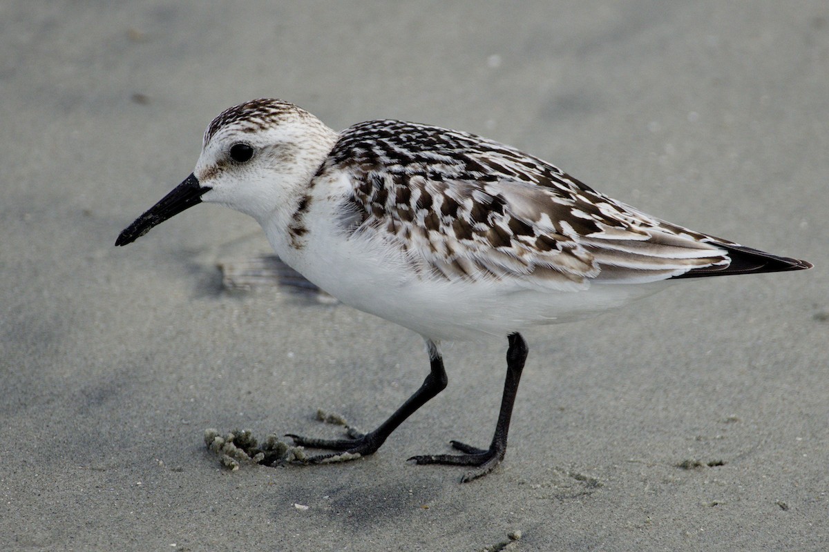 Txirri zuria - ML645425376