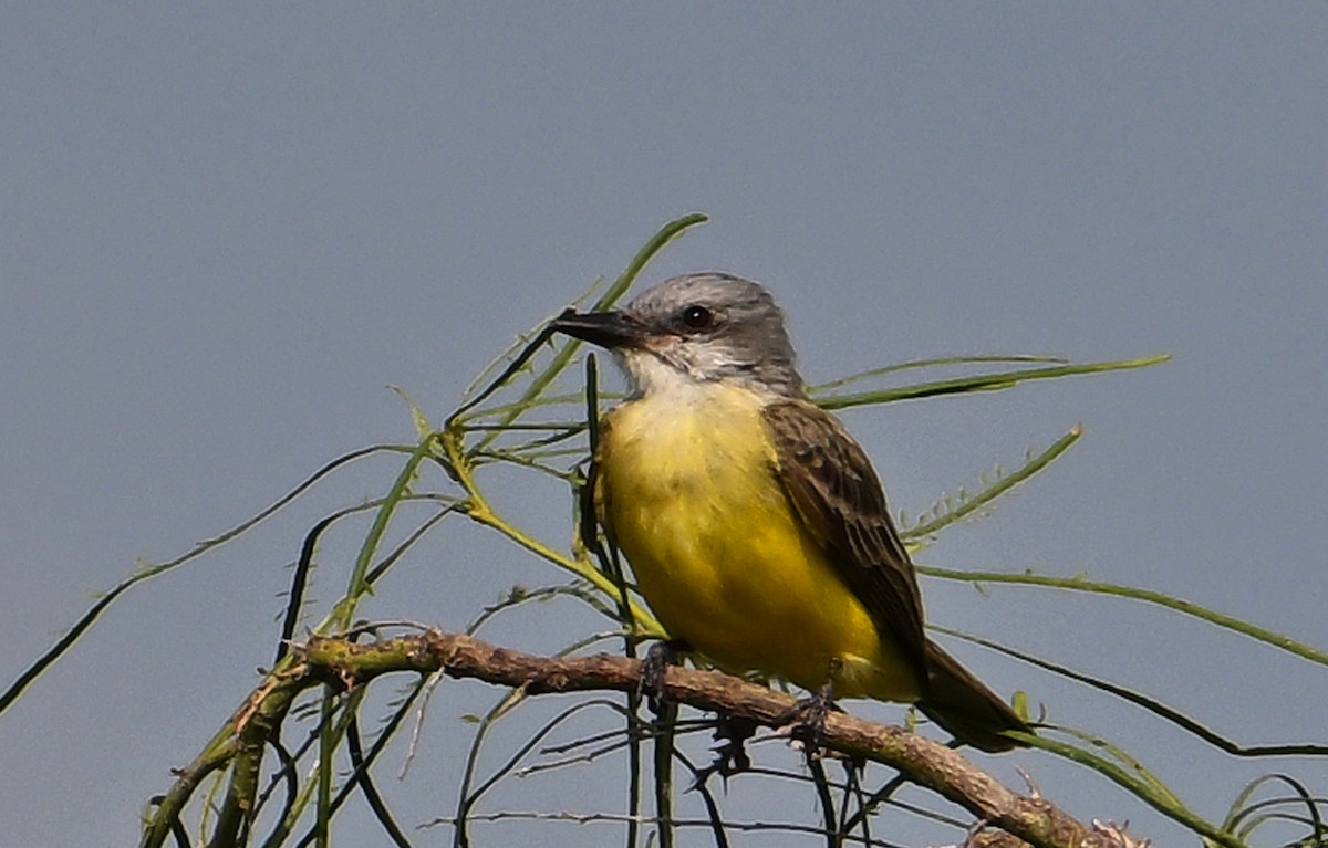 Tropical Kingbird - ML645425381