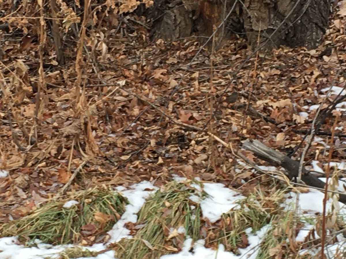 Fox Sparrow (Sooty) - ML645425384