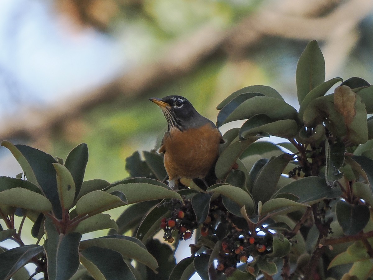 Дрізд мандрівний - ML645425388