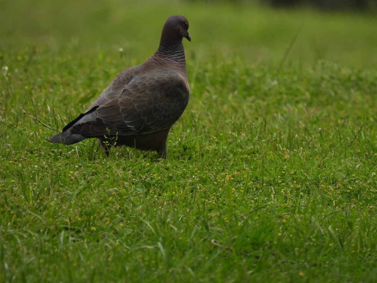 Pikazuro Güvercini - ML645425389