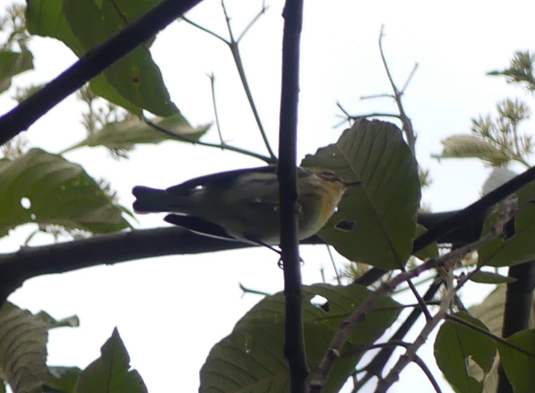 Blackburnian Warbler - ML645425390