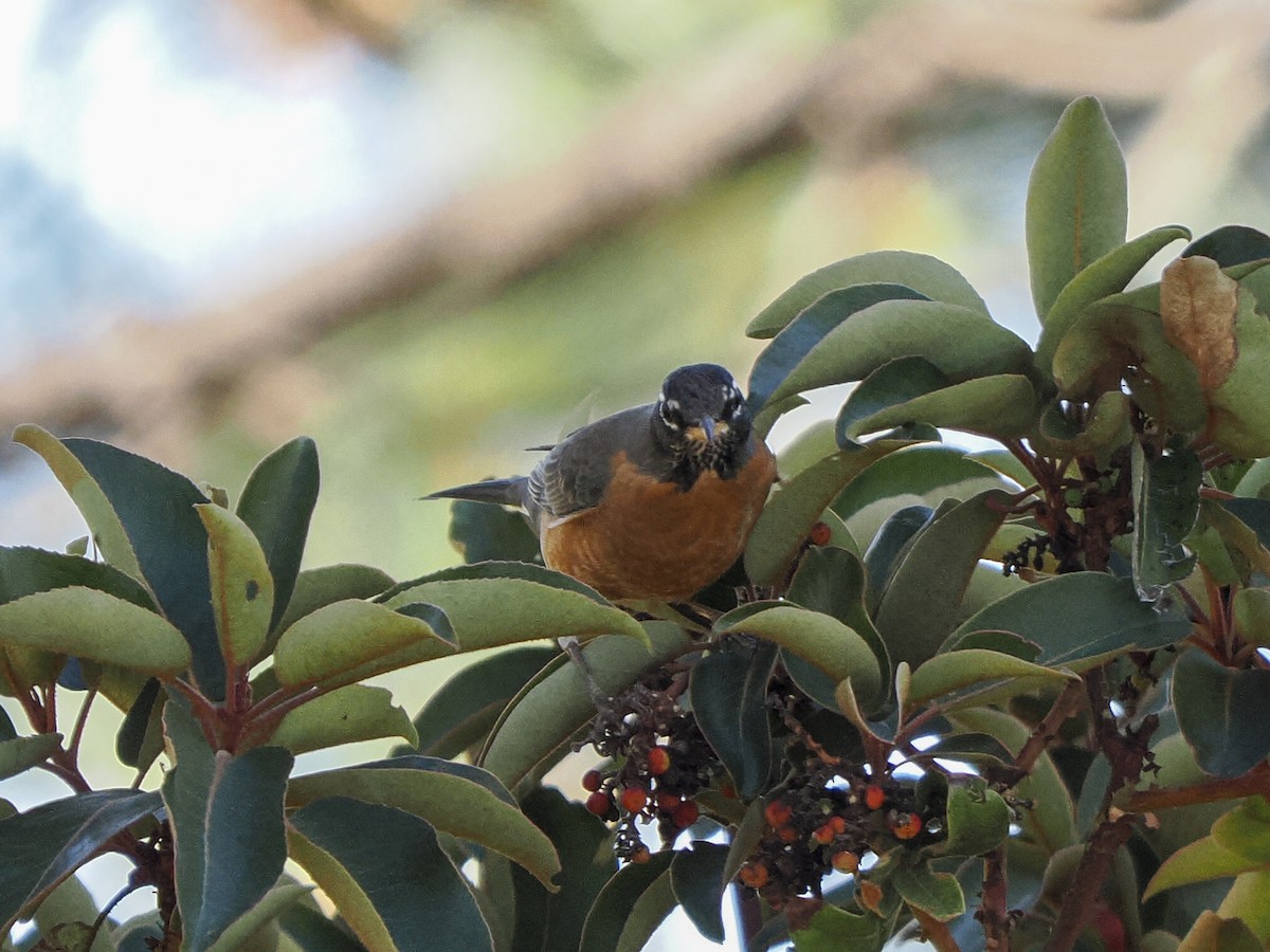 Дрізд мандрівний - ML645425394