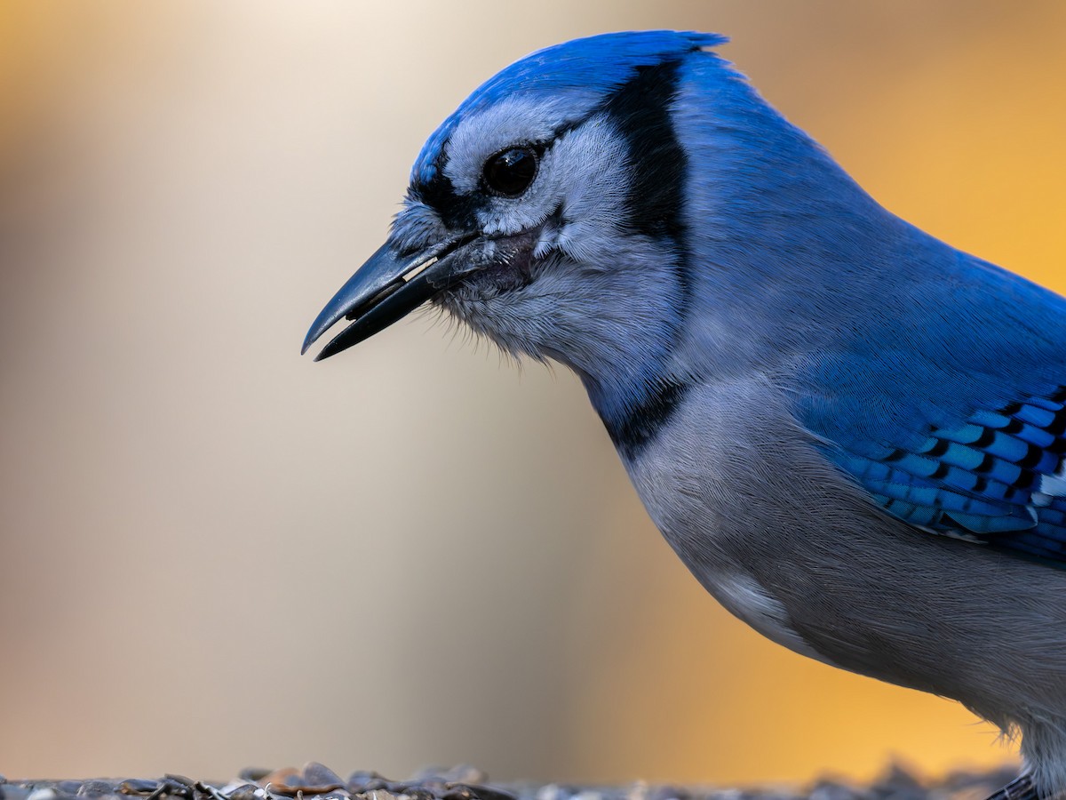 Blue Jay - ML645425401