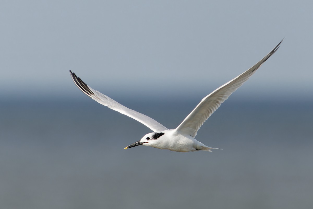 rybák severní - ML645425405