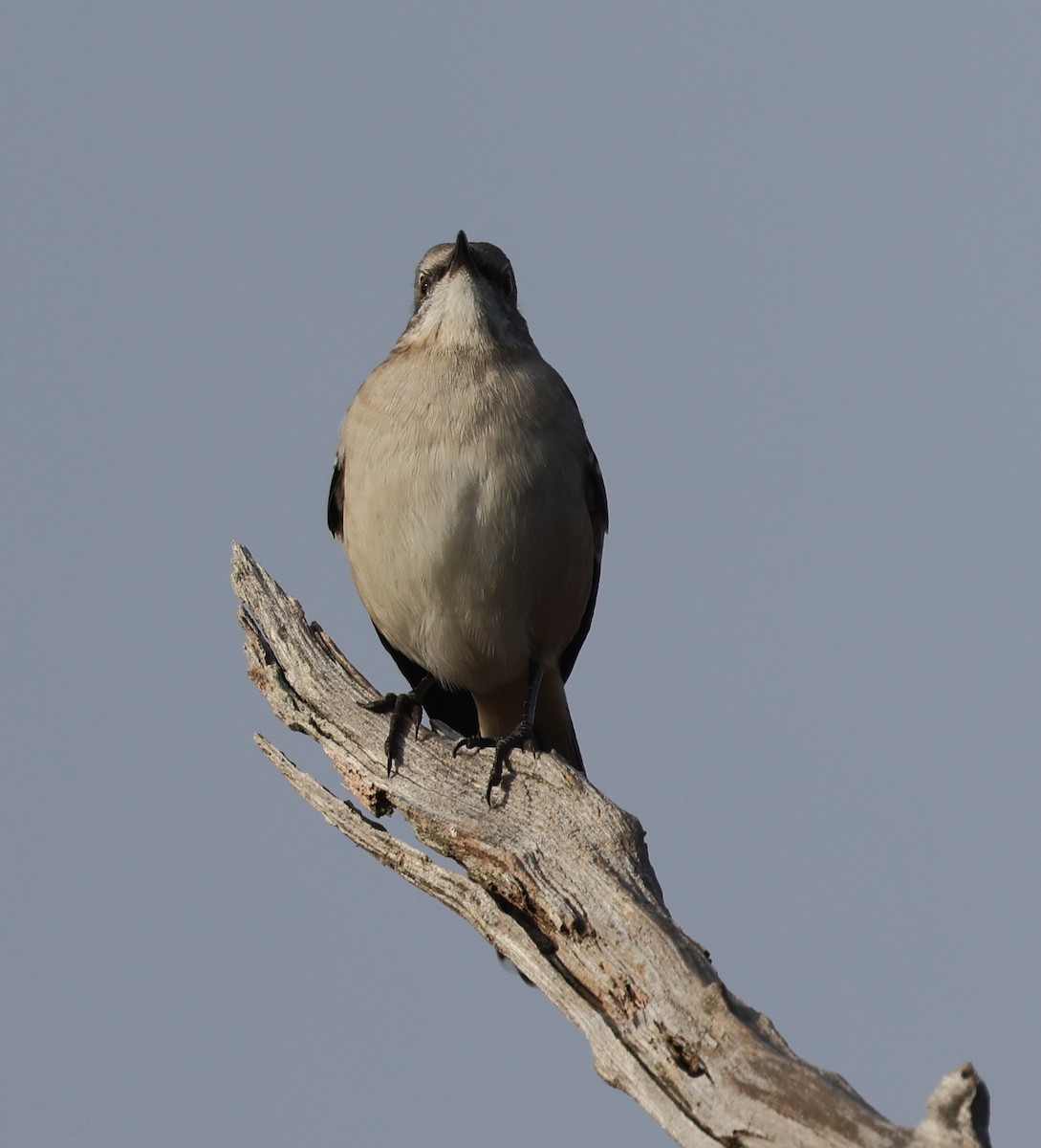 חקיינית צפונית - ML645425406