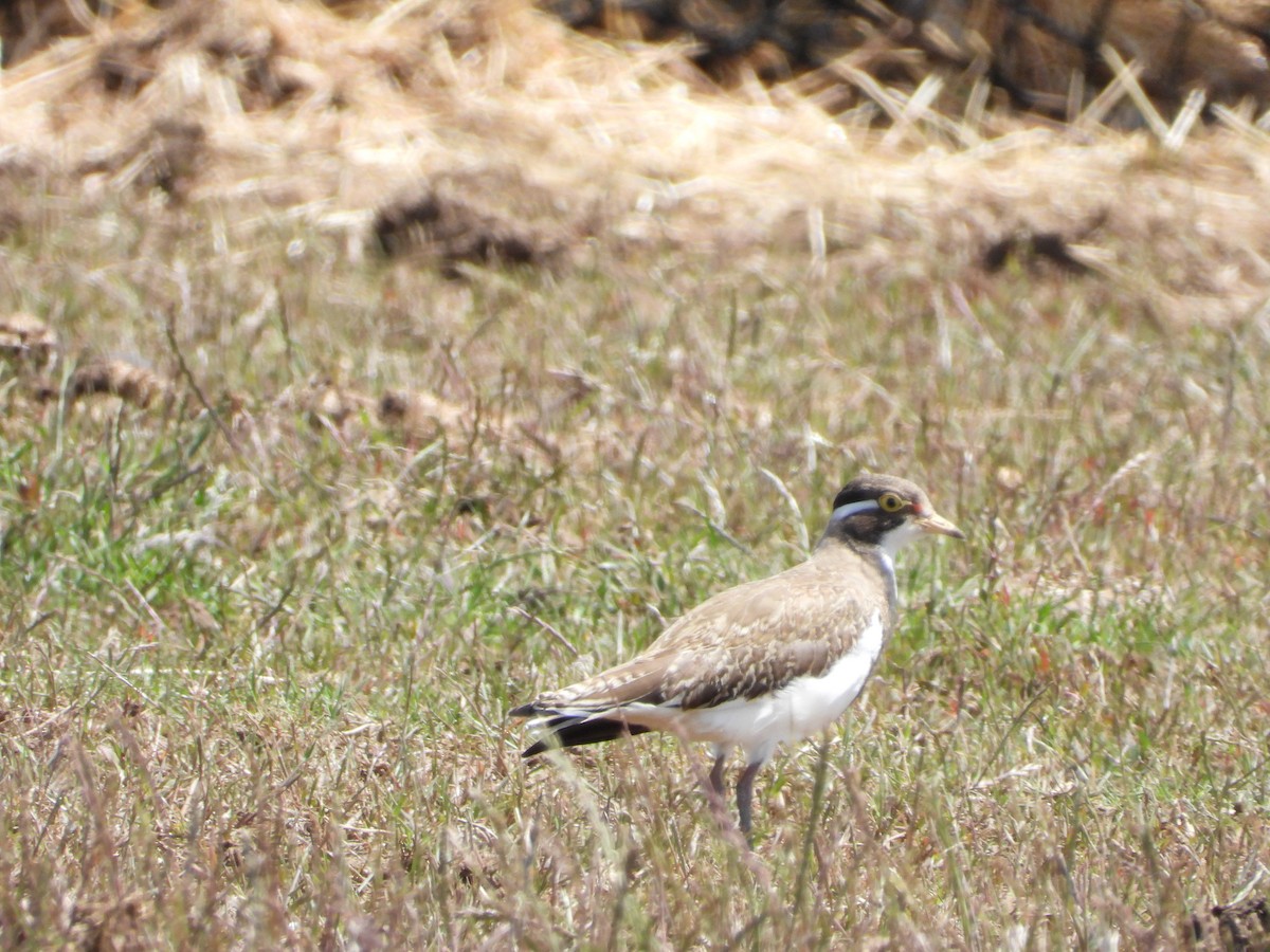 Banded Lapwing - ML645425410