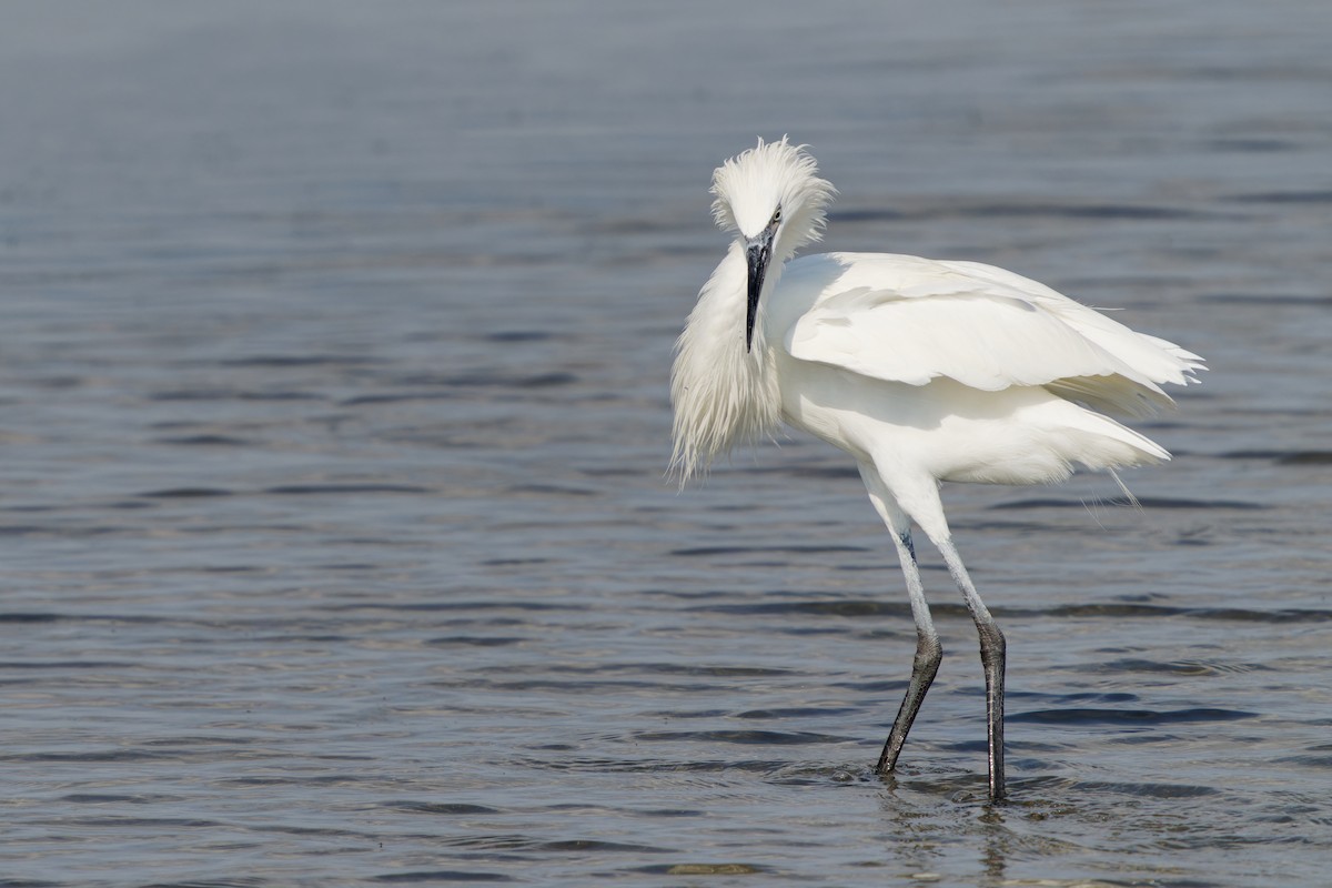 Reddish Egret - ML645425412