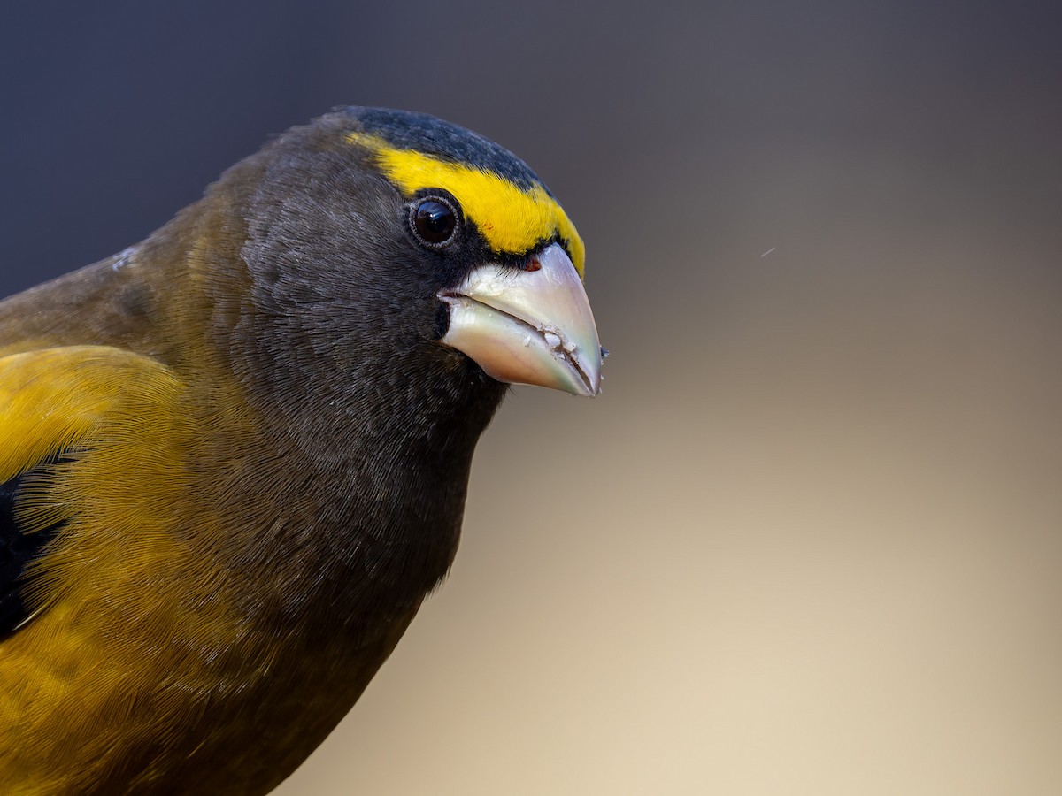 Evening Grosbeak - ML645425416