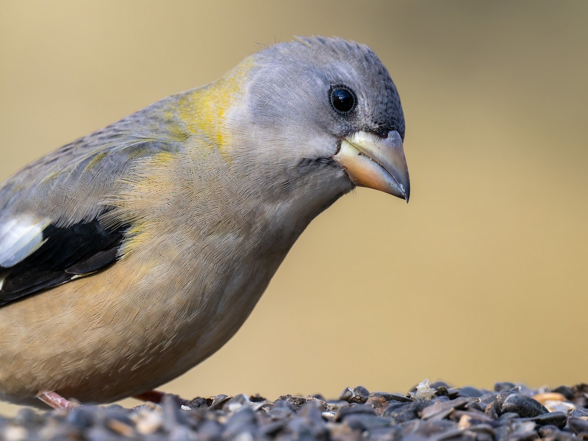 Evening Grosbeak - ML645425417