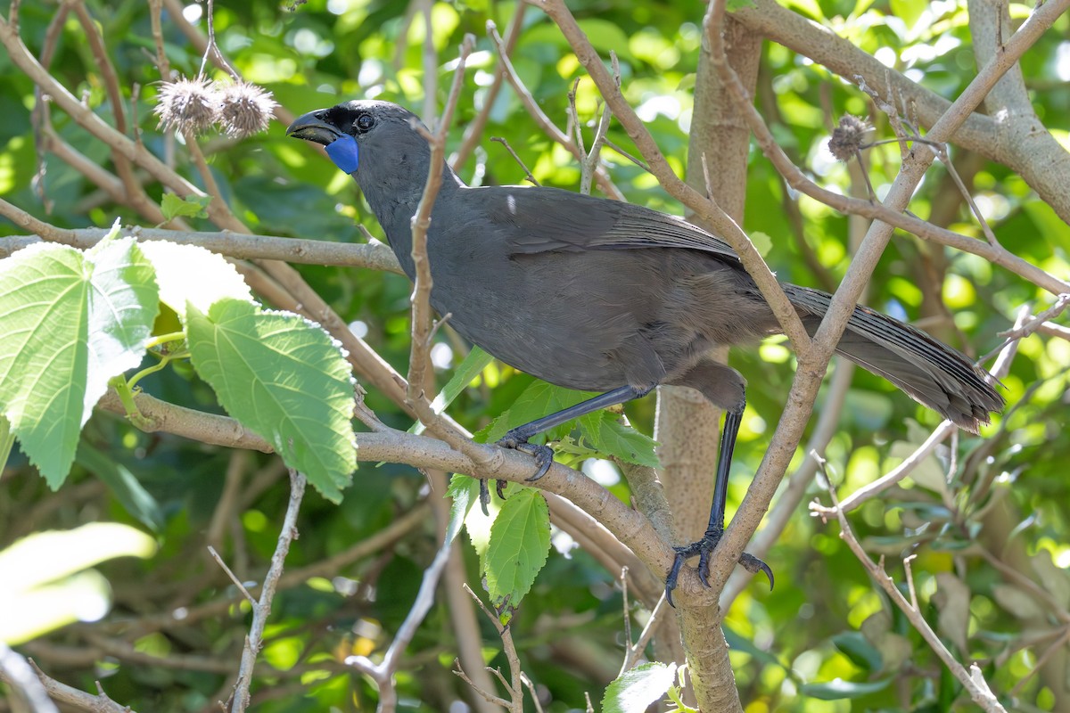 North Island Kokako - ML645425422