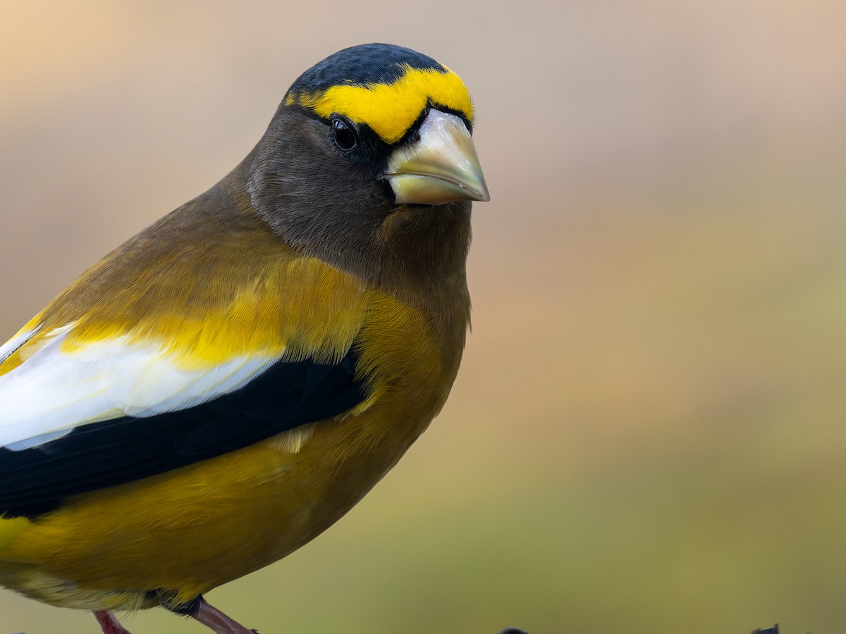Evening Grosbeak - ML645425425