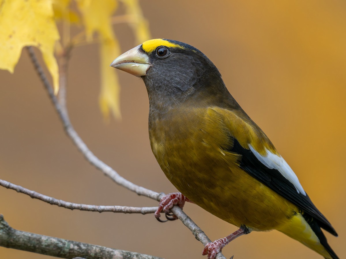 Evening Grosbeak - ML645425433
