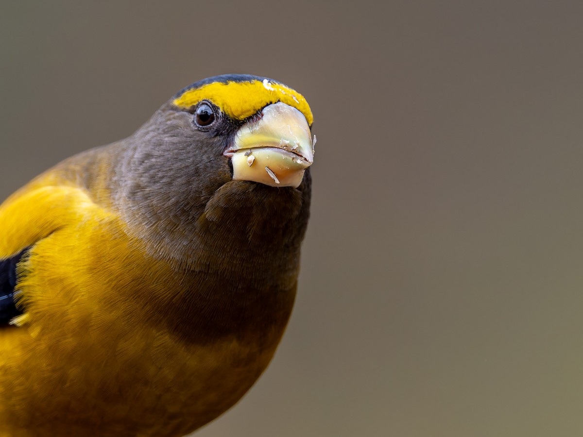 Evening Grosbeak - ML645425434