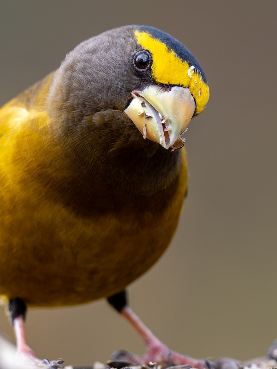 Evening Grosbeak - ML645425435