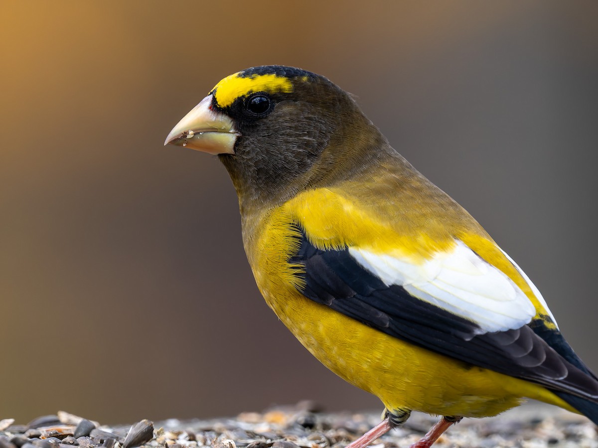 Evening Grosbeak - ML645425436