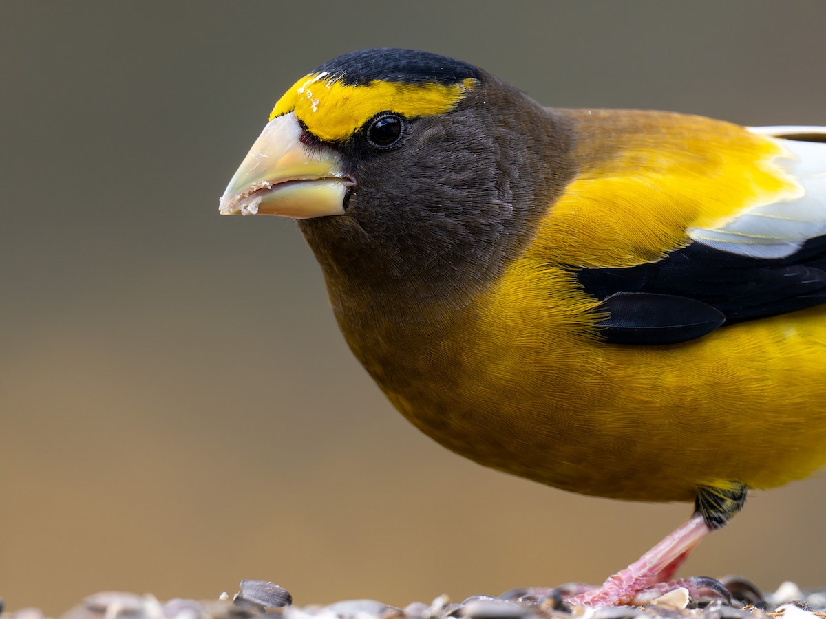Evening Grosbeak - ML645425437