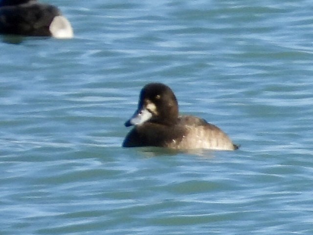 Морская чернеть - ML645425442