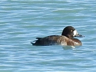 Морская чернеть - ML645425443