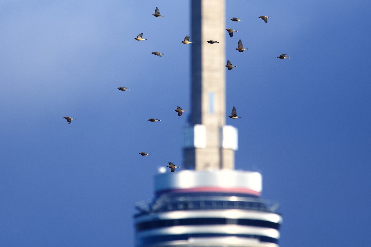Cedar Waxwing - ML645425453