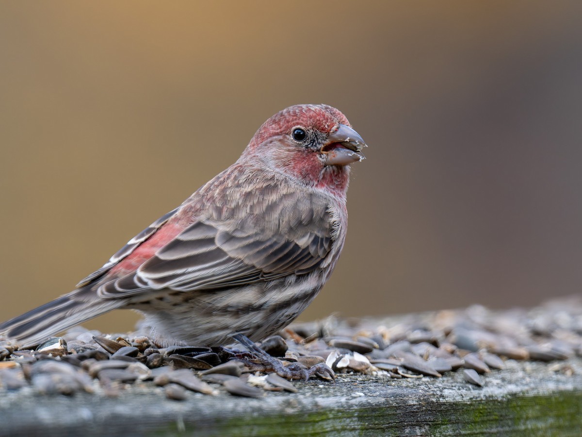 hýl rudoprsý - ML645425456