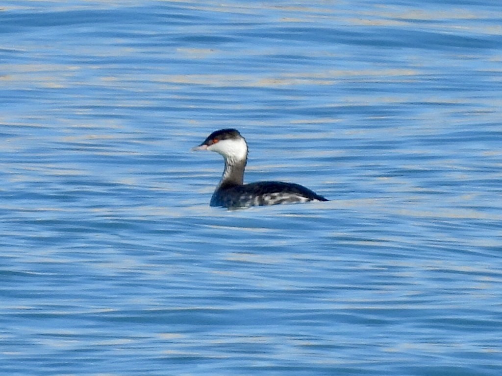 Txilinporta urrebelarria - ML645425457