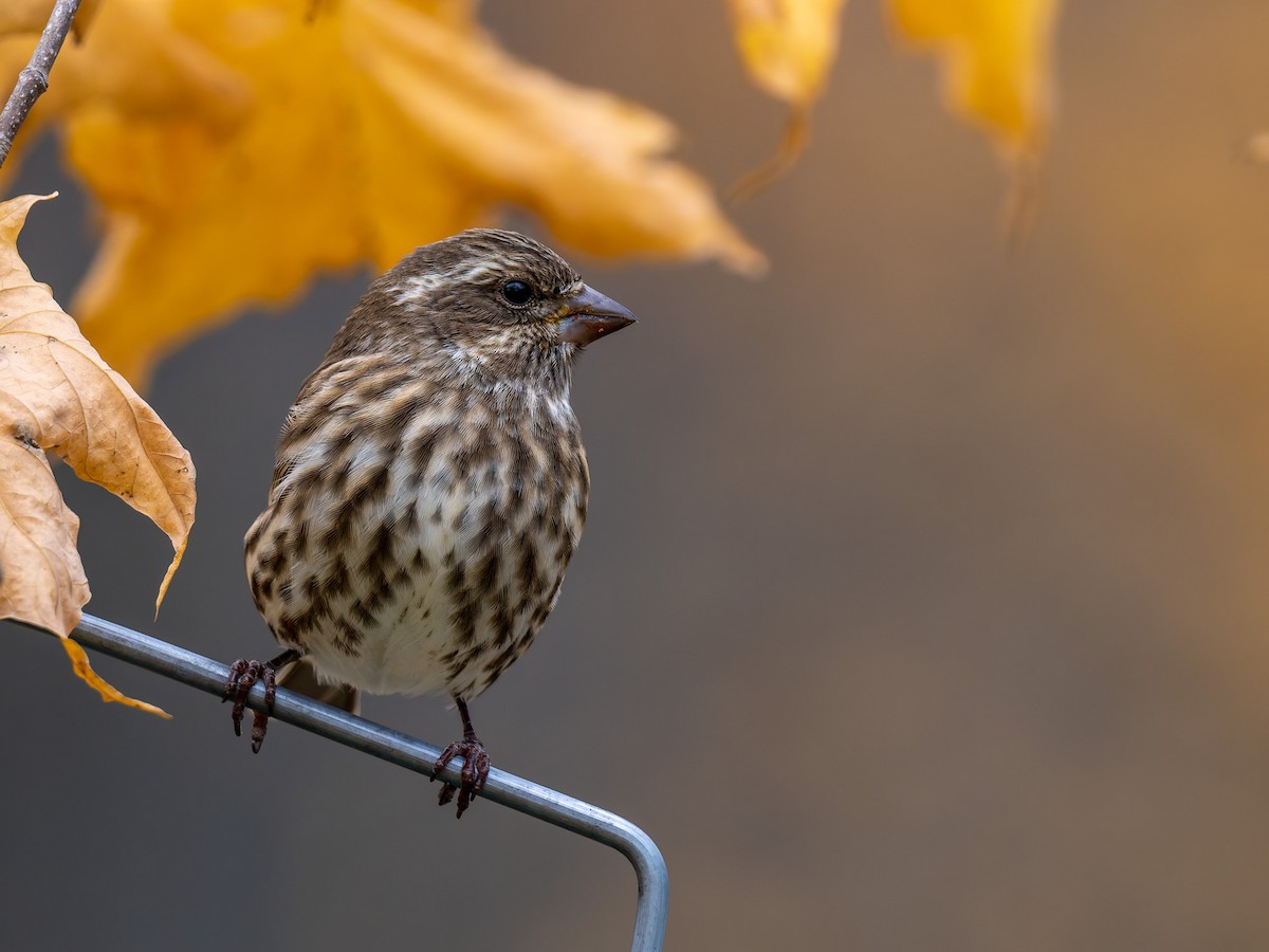 Purple Finch - ML645425464