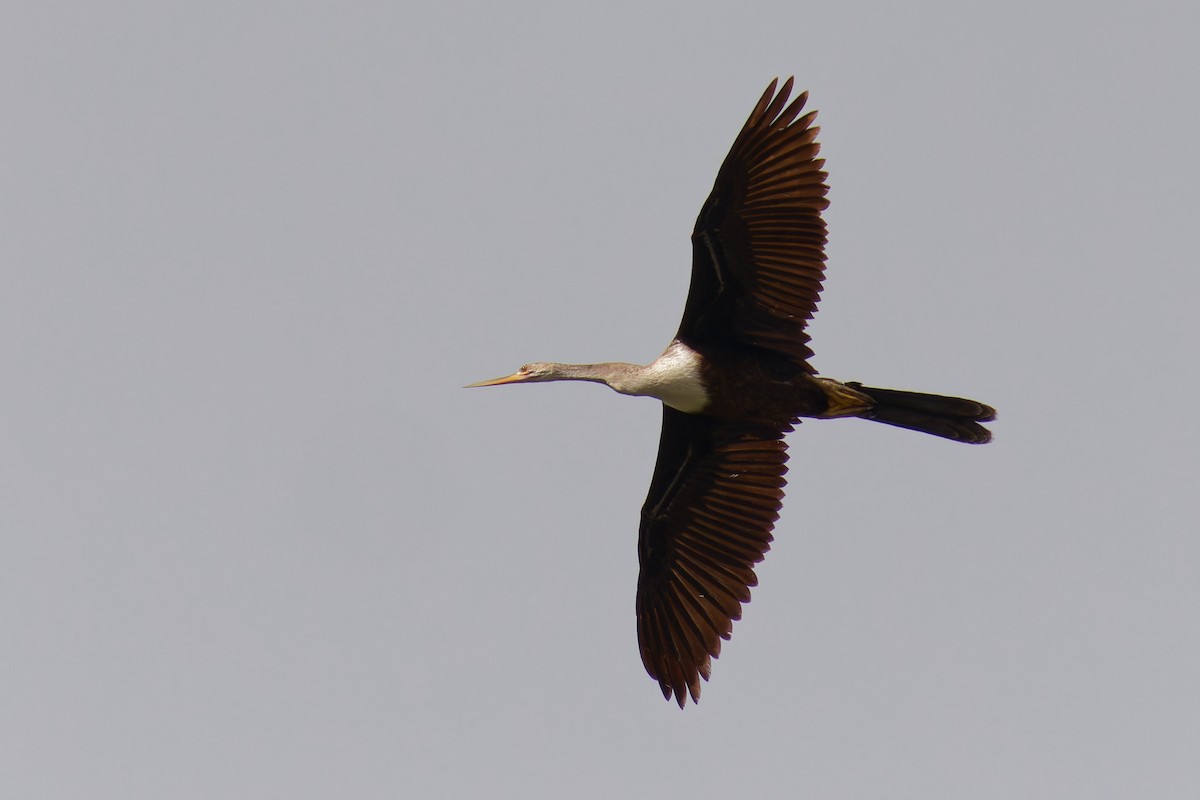 anhinga americká - ML645425465