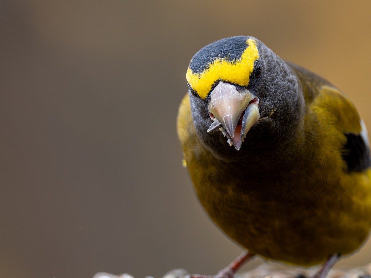 Evening Grosbeak - ML645425468