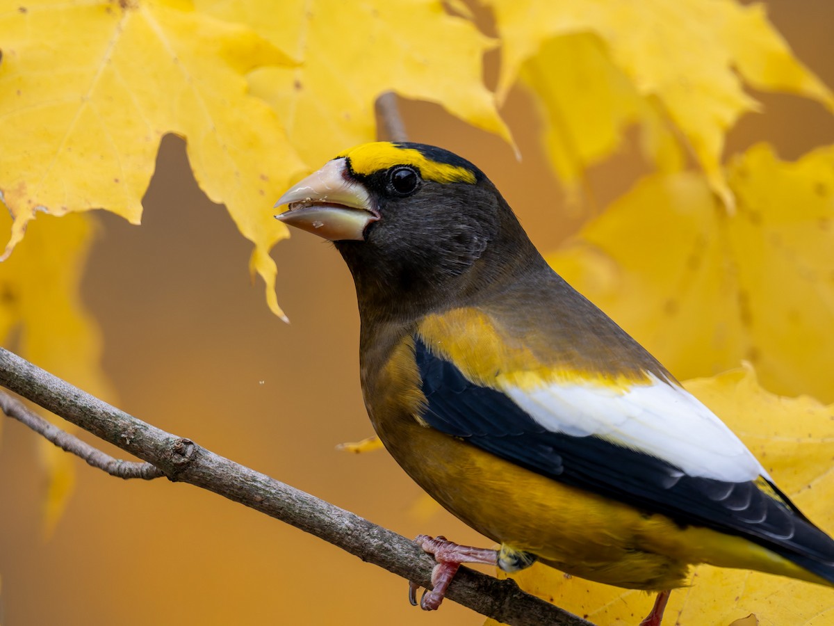 Evening Grosbeak - ML645425469