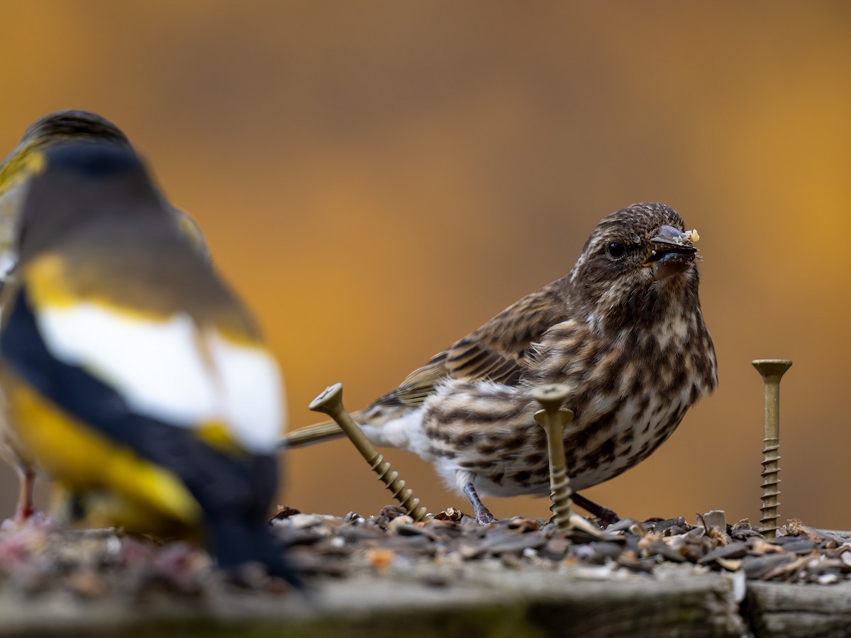 Purple Finch - ML645425470