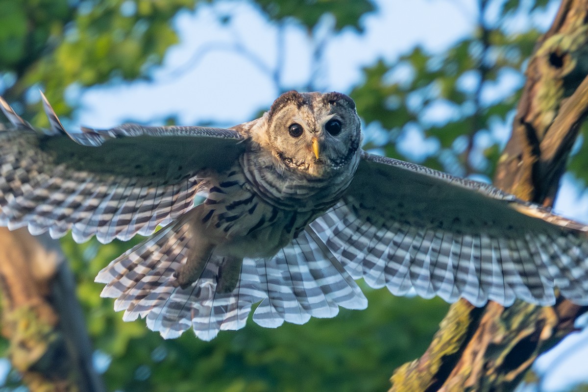 Barred Owl - ML645425476