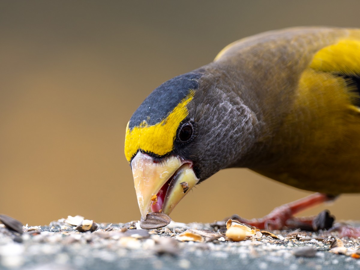 Evening Grosbeak - ML645425483