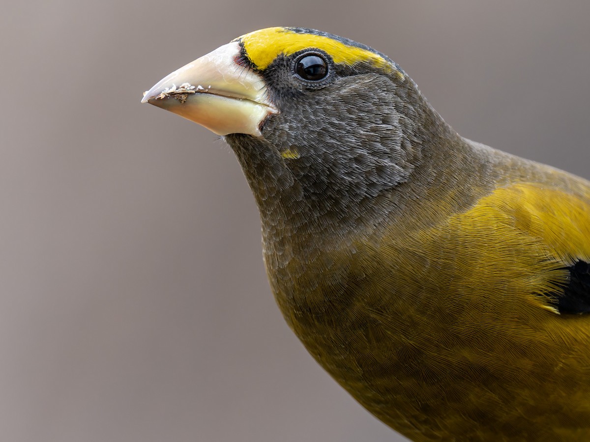 Evening Grosbeak - ML645425484