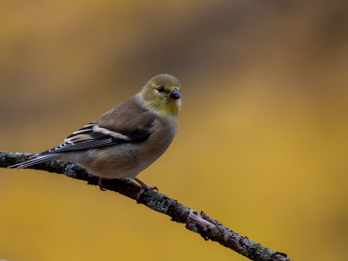 čížek žlutý - ML645425497